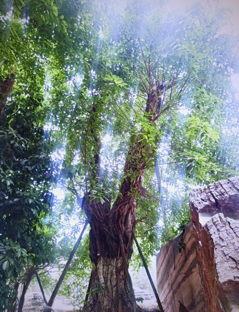 我的树